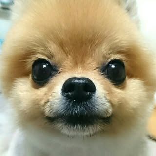 @_bibistagram_のプロフィール画像