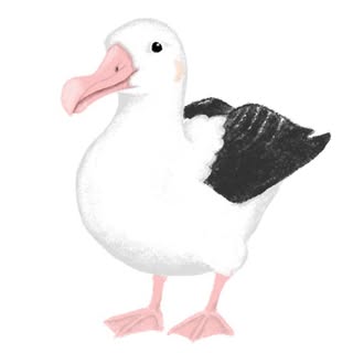 @albatross_stories_jpのプロフィール画像