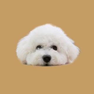 @bichon_mugi0713のプロフィール画像