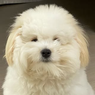 @boksoon_cotonのプロフィール画像