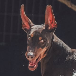 @bowwow_bamのプロフィール画像