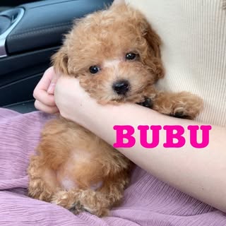 @bubu__0602のプロフィール画像