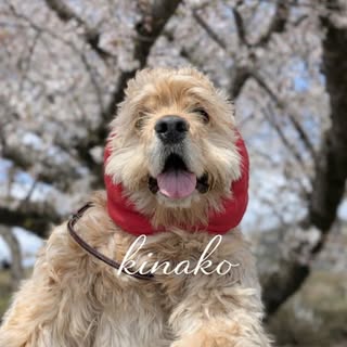 @cocker_kinako828のプロフィール画像