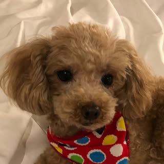 @coco_hal_styleのプロフィール画像