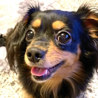 @coco_log2020のプロフィール画像