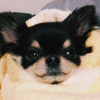@coji.cojiのプロフィール画像