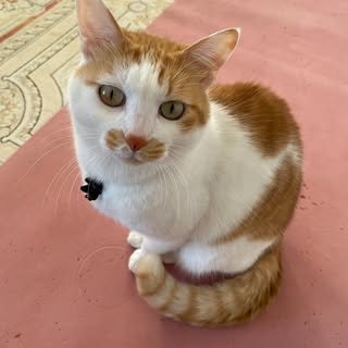 @debuchin2929のプロフィール画像