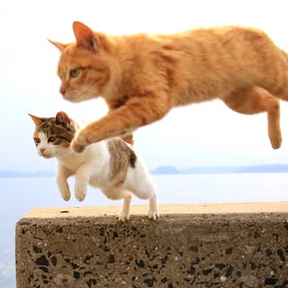 @energy_cat2019のプロフィール画像