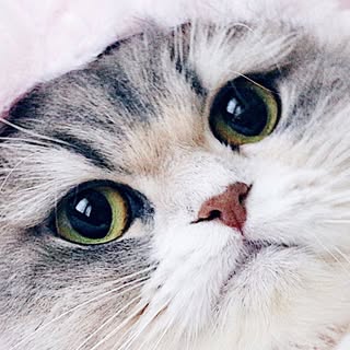 @felirafeliraのプロフィール画像