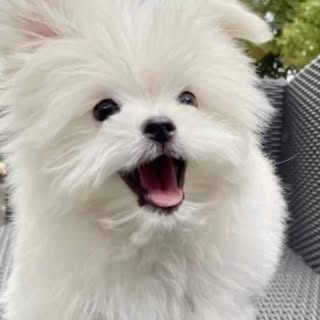 @go.go.shirasuのプロフィール画像
