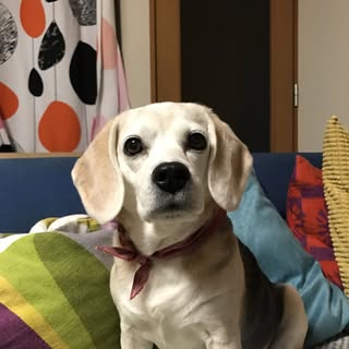 @happybeagle11のプロフィール画像