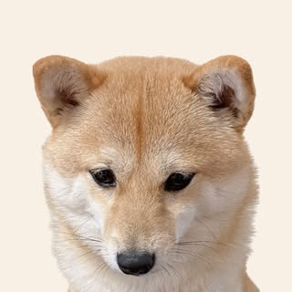 @haru_mamesibaのプロフィール画像