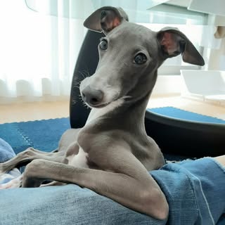 @itagure_teo_kobeのプロフィール画像