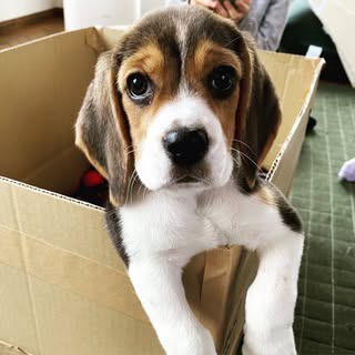 @ito_beagleのプロフィール画像
