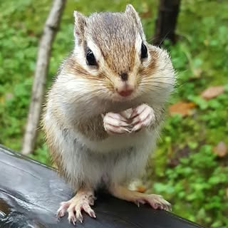 @izumorin3のプロフィール画像