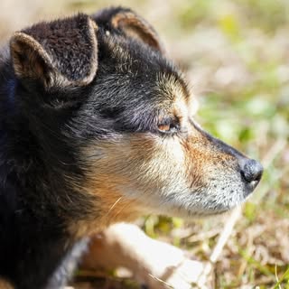 @koguma.ramenのプロフィール画像