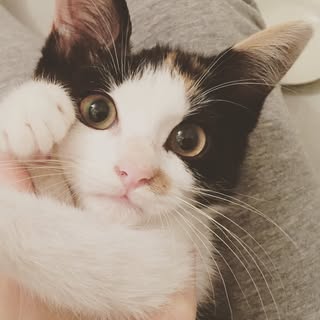 @komame_catのプロフィール画像