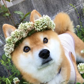 @kplan_haruのプロフィール画像