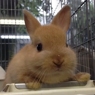 @littlepets.usagiのプロフィール画像