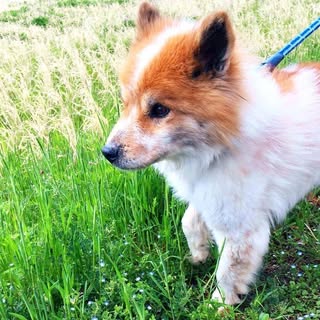 @lovedogasaのプロフィール画像