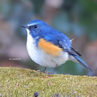 @m.sanbirdのプロフィール画像