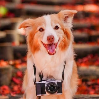 @mafinplumのプロフィール画像