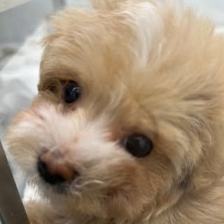 @maltipoo____mimiのプロフィール画像