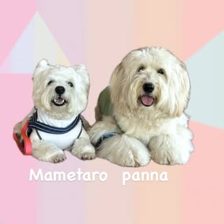 @mamepanloveのプロフィール画像