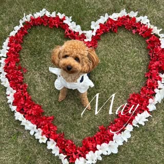 @may._.may.___のプロフィール画像