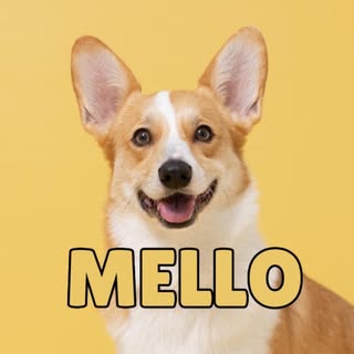 @mellomello_corgiのプロフィール画像