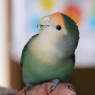 @mitsuko_cherry0617のプロフィール画像