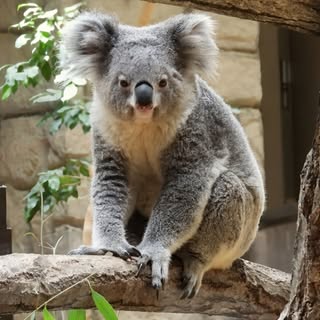 @mofumofu_koalaのプロフィール画像
