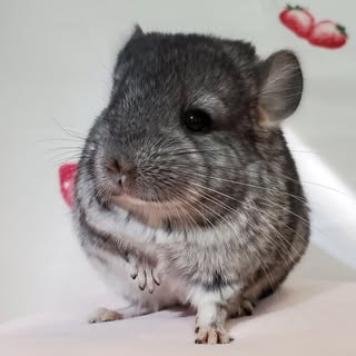@mohumohucafechanのプロフィール画像