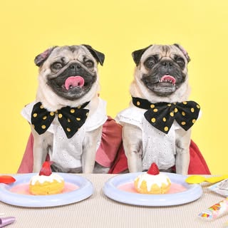 @momokopug.0822のプロフィール画像