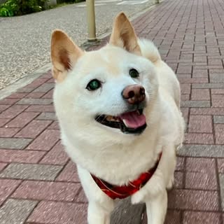 @montleine.ceoのプロフィール画像