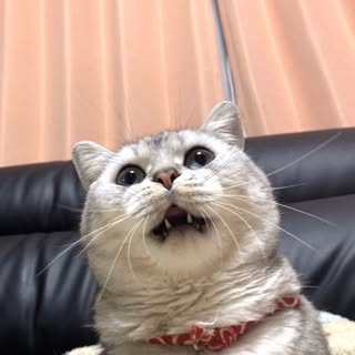 @munchkin_daikichi_のプロフィール画像