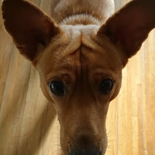 @nasucodogのプロフィール画像
