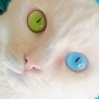 @necomofumofuのプロフィール画像