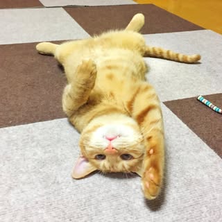 @noraneko8390のプロフィール画像