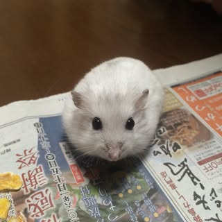 @pianopianokeiのプロフィール画像