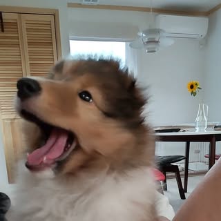 @pocky.sheltieのプロフィール画像