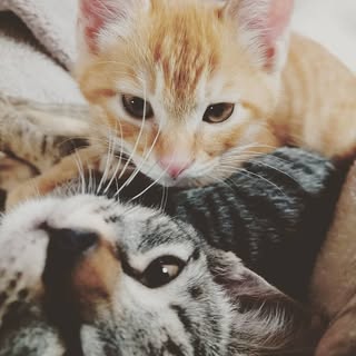 @popncat1のプロフィール画像
