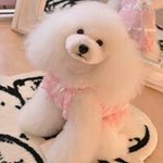 @princess_tiara_tomokoのプロフィール画像