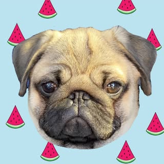 @pug_dededenのプロフィール画像