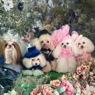 @puppilyhillsのプロフィール画像