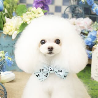 @puppilyhills_tokyo_osakaのプロフィール画像
