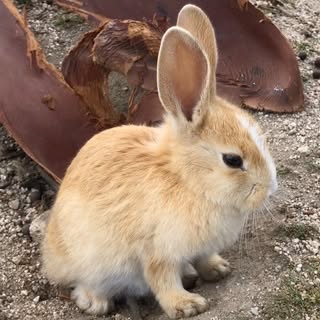 @rabbit_island_japanのプロフィール画像
