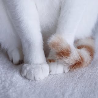 @rei_nyanzのプロフィール画像