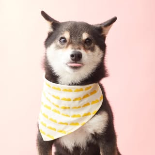 @saburo_mameshibaのプロフィール画像