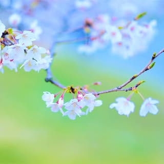 @sakura_4100のプロフィール画像